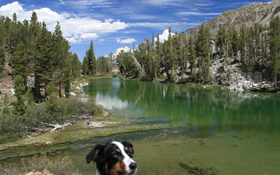 Mammoth Lakes Real Estate Market Report May 2026